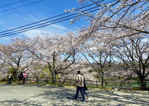 府中公園の満開の桜でお花見を楽しむ人々