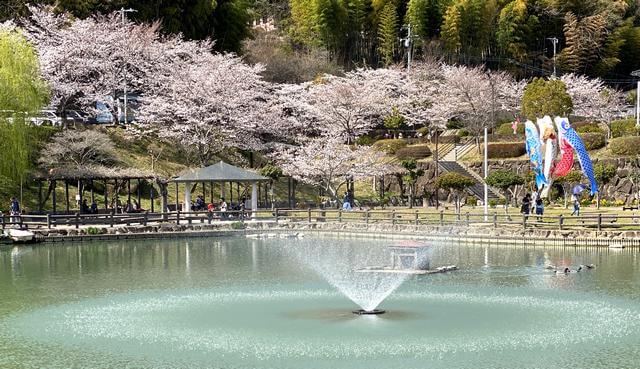 府中公園の庄ノ池と満開の桜