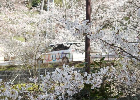 府中公園が満開の桜に包まれる