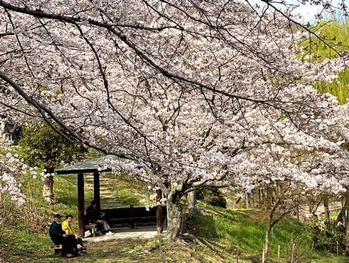 満開を迎えた、府中公園の桜の風景
