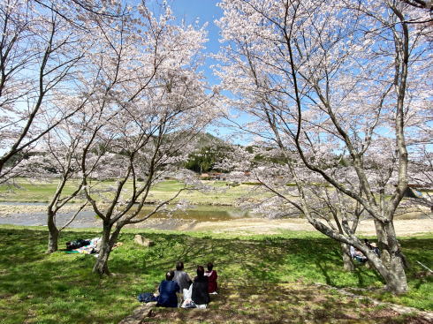 三原・白竜湖 桜の風景 写真10