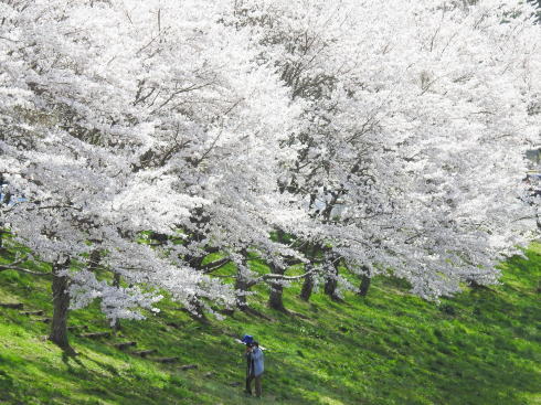 三原・白竜湖 桜の風景 写真9