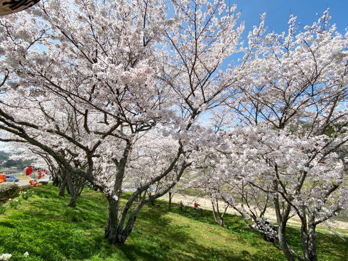 三原・白竜湖 桜の風景 写真7