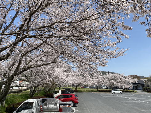 三原・白竜湖 桜の風景 写真4
