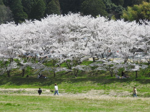 三原・白竜湖 桜の風景 写真3