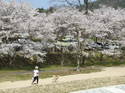 三原・白竜湖 桜の風景 写真6
