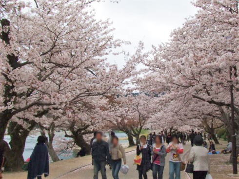 錦帯橋 桜の風景2