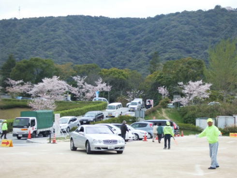 錦帯橋 桜の時期は渋滞必至