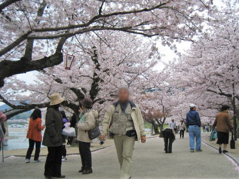 錦帯橋 桜の風景3