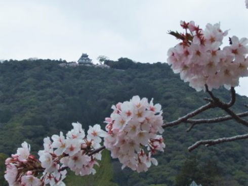 錦帯橋 川のそばから岩国城