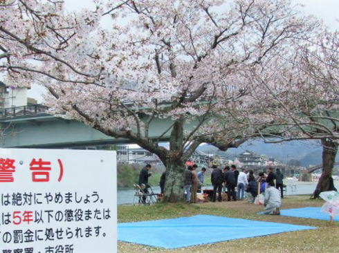 錦帯橋 桜の風景 場所取り