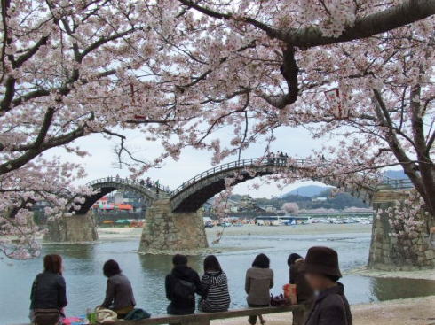 錦帯橋 桜の時期の様子4