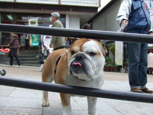 錦帯橋 桜の時期 犬同伴2