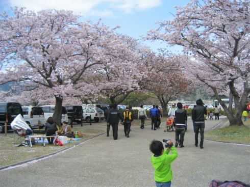 錦帯橋 桜の時期の様子2