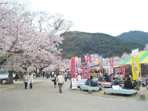 錦帯橋 飲食できる売店も（桜の時期）