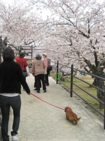 錦帯橋 桜の時期 犬同伴