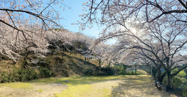 広島県福山市 建部神社 桜の様子