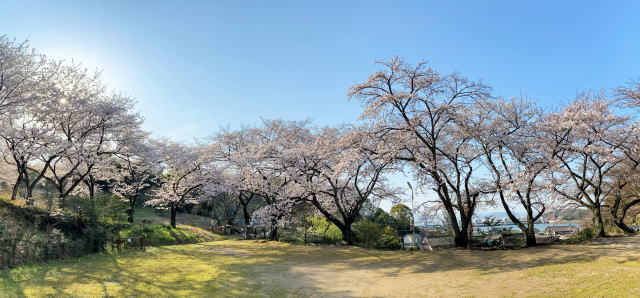 福山市 建部神社の桜 広場の画像3