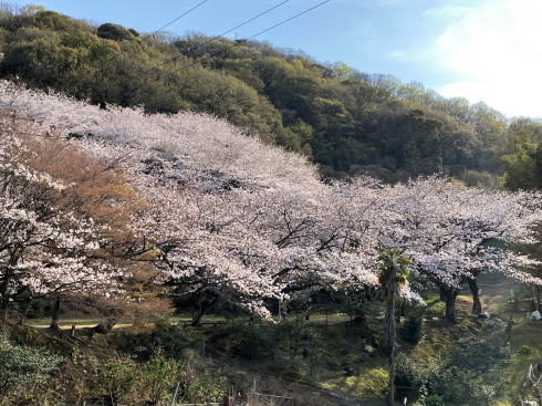 福山市 建部神社の桜 俯瞰画像