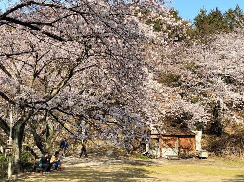 福山市 建部神社の桜 広場の画像6