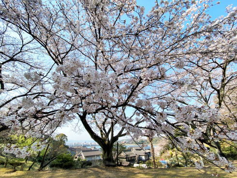 福山市 建部神社の桜 広場の画像4