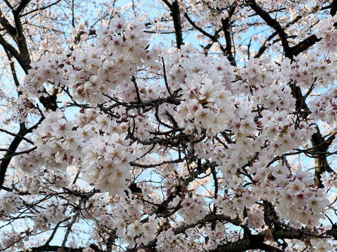 福山市 建部神社の桜 広場の画像5