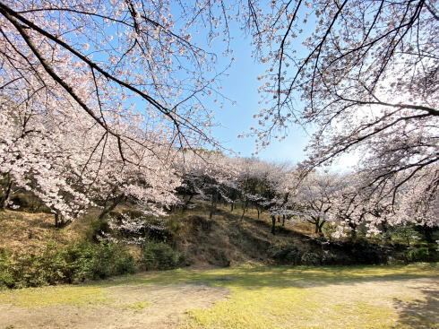 福山市 建部神社の桜 広場の画像2