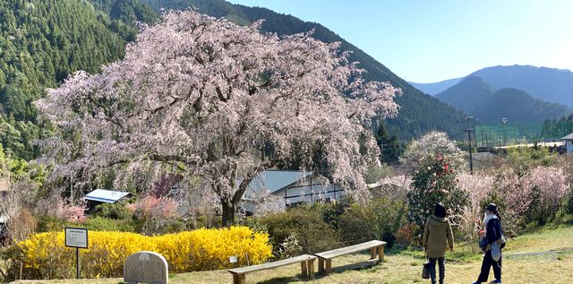 湯の山温泉 しだれ桜が見頃へ 夜桜ライトアップと昼間の風景