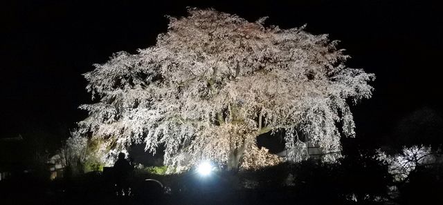 広島市・湯来町で、湯の山温泉のしだれ桜（竹下桜）がほぼ満開