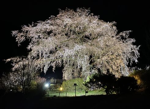 湯の山温泉のしだれ桜（竹下桜）広島市・湯来町でライトアップ