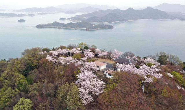 筆影山（ふでかげやま）の桜と瀬戸内海