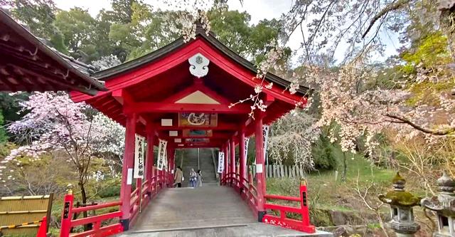 三原 御調八幡宮の桜と橋