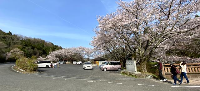 三原 御調八幡宮 駐車場横の桜