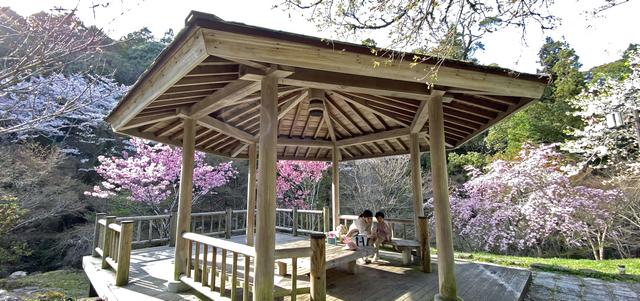 三原 御調八幡宮の桜 画像9