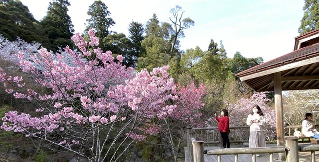 三原 御調八幡宮の桜 画像10