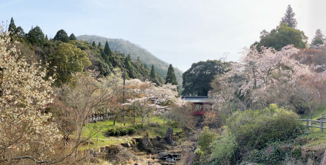 三原 御調八幡宮 の桜