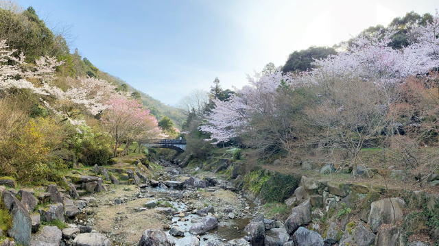 三原 御調八幡宮の桜 画像3