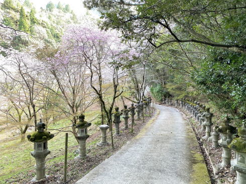 三原 御調八幡宮の桜 画像8