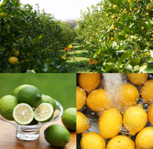 レモン収穫体験が当たる！キリンレモンキャンペーン開催