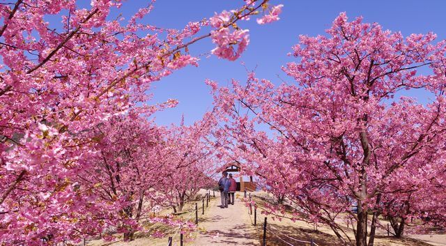 春は絶景コラボ！青い海と河津桜が映える、城山歴史公園（上関城跡）