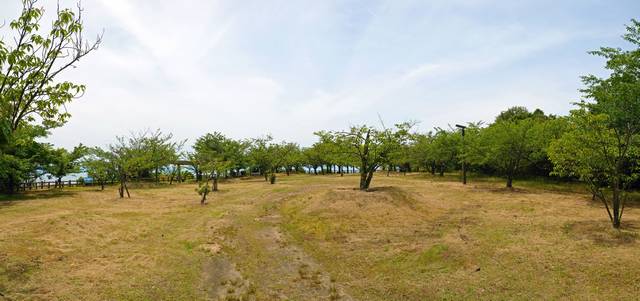大平山公園（呉市）桜の木