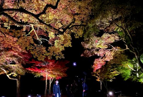宮島で紅葉のライトアップ、期間限定で開催