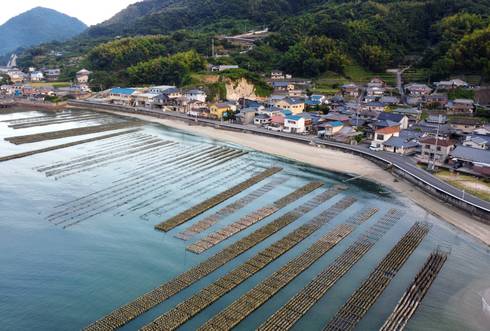 広島のカキ養殖場　牡蠣の抑制棚