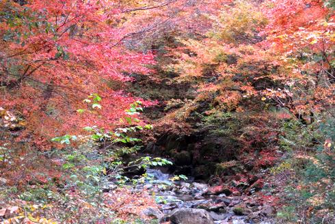 秋色に染まる筒賀の大銀杏と龍頭峡、安芸太田町の紅葉がみごろ