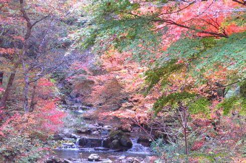 広島・安芸太田町、竜頭峡の紅葉が見ごろ