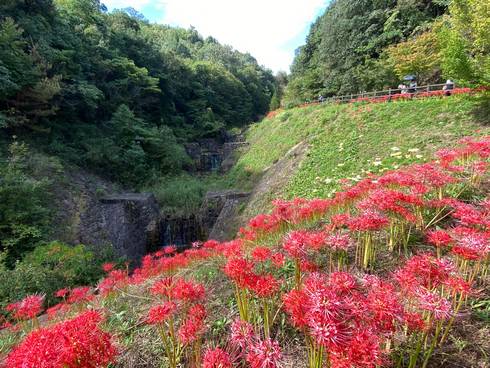 堂々公園　砂留と彼岸花