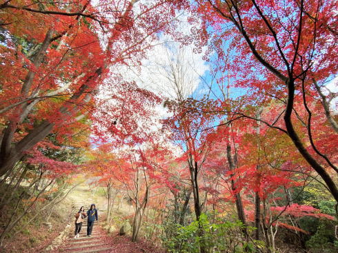 東広島市 憩いの森公園「もみじ谷」の紅葉 画像7