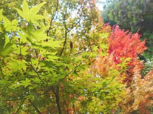 東広島市 憩いの森公園「もみじ谷」の紅葉 画像4