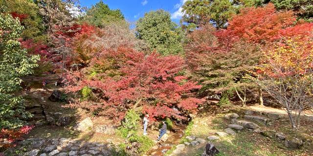 東広島市 憩いの森公園「もみじ谷」の紅葉 画像2