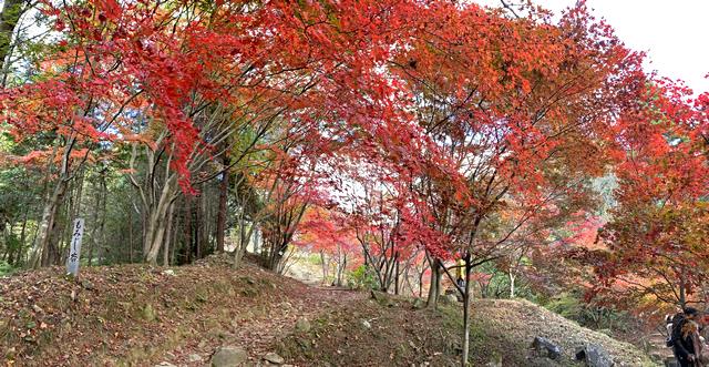東広島市 憩いの森公園「もみじ谷」の紅葉 画像3